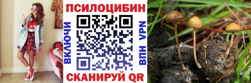 наркотики  Абинск  Псилоцибиновые грибы Cubensis 